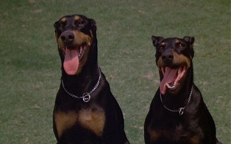Zeus and Apollo